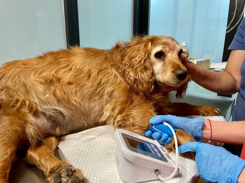 cover kola kariola haute culture