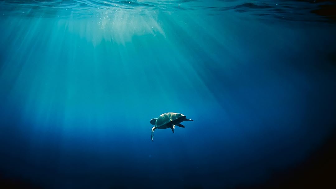 Mediterranean Life Under Siege