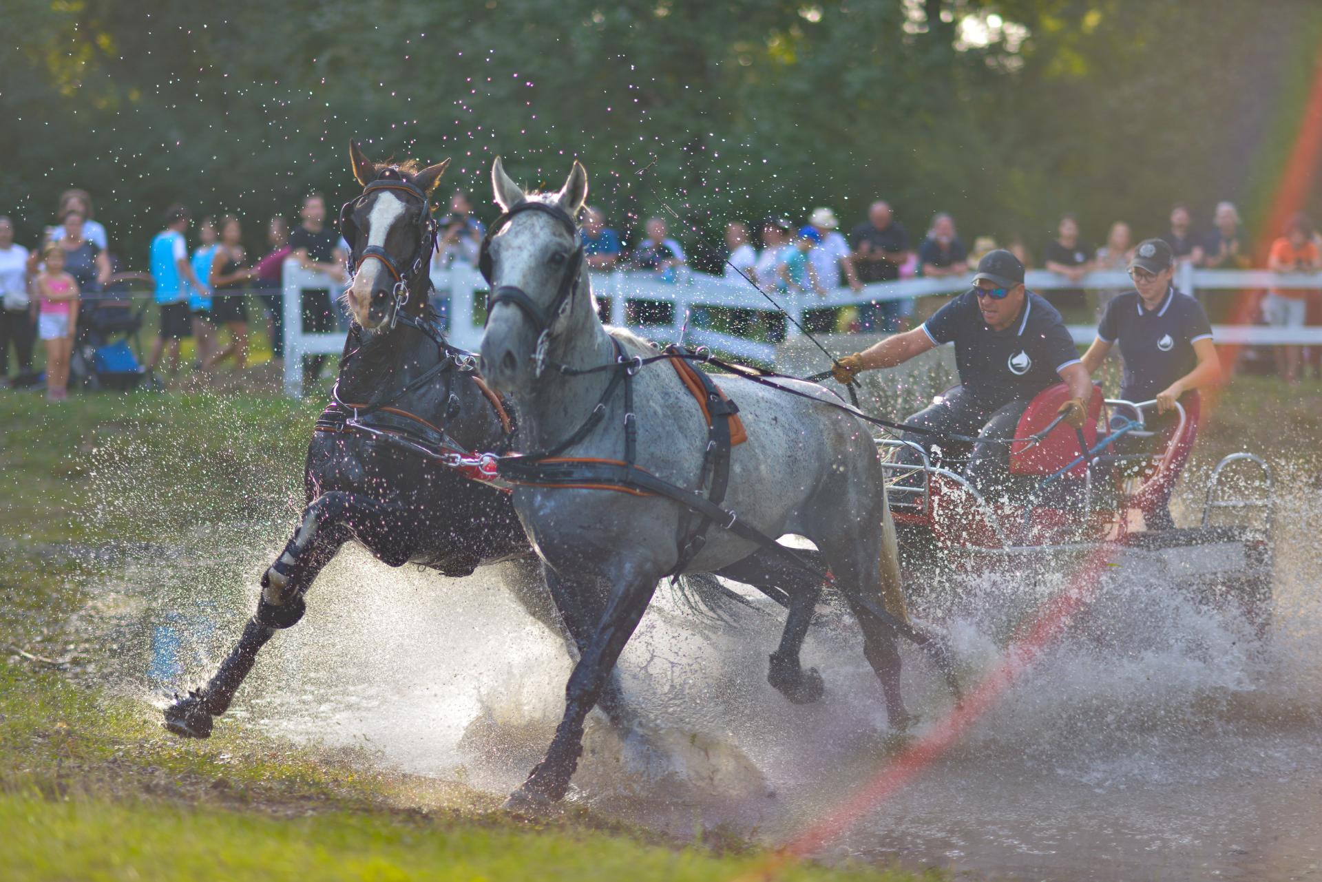Copie a fisierului DSC6028
