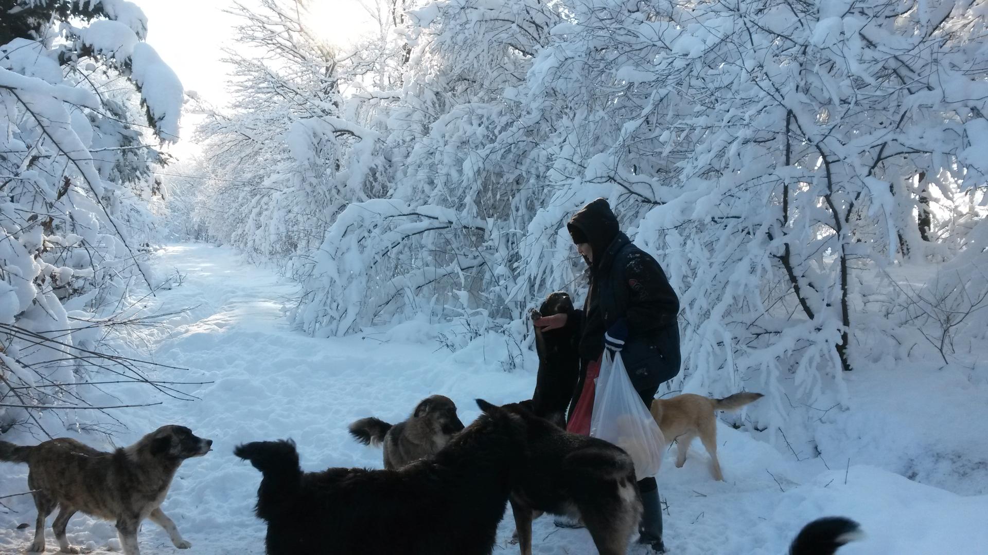 Ioana Sotir, femeia care a salvat peste 1500 de căței în 14 ani