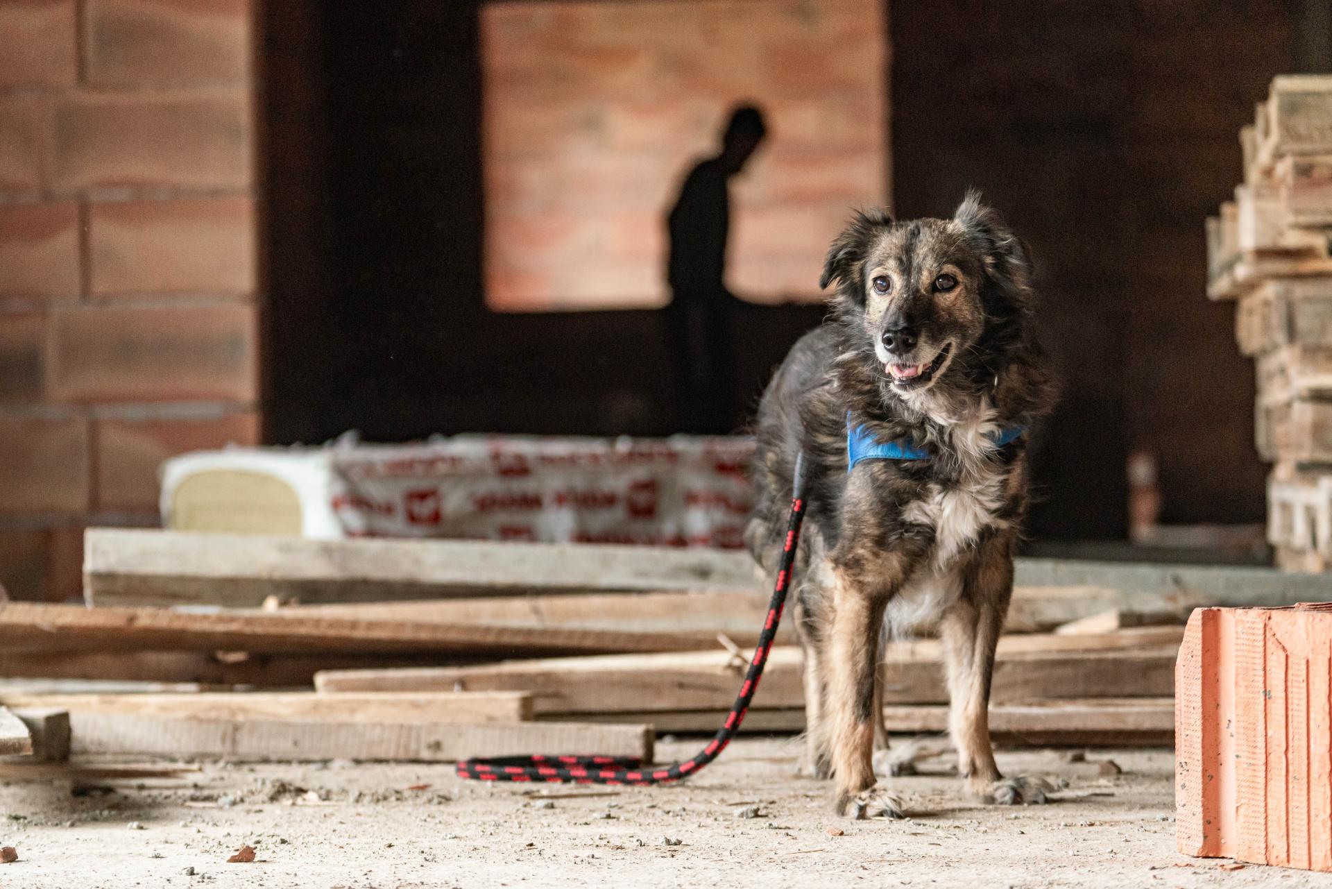 Sache supraveghind constructia spitalului