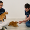 The Cat Health Company, un startup românesc care vrea să prelungească viața pisicilor